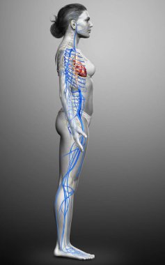 3D, kadın damar anatomisini tıbben doğru gösteriyor.