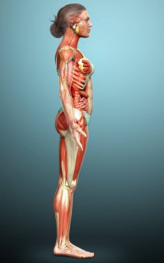 3D, tıbbi olarak kadın anatomisini doğruluyor.