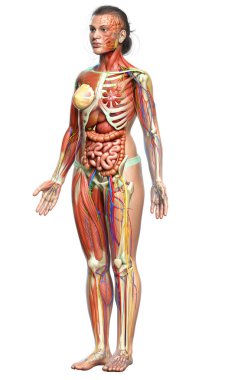 3D, tıbbi olarak kadın anatomisini doğruluyor.
