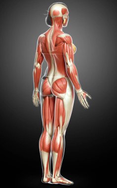 3D, kadın kas sisteminin tıbben doğru bir göstergesi.