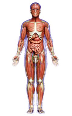 3D, tıbbi olarak erkek anatomisini doğruluyor.