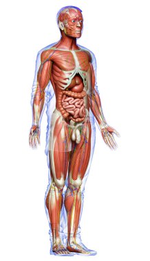 3D, tıbbi olarak erkek anatomisini doğruluyor.