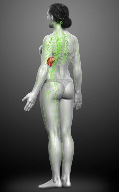 3D, tıbbi olarak bir kadın lenf sisteminin doğru bir çizimi.