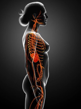 3D, tıbbi olarak bir kadın lenf sisteminin doğru bir çizimi.