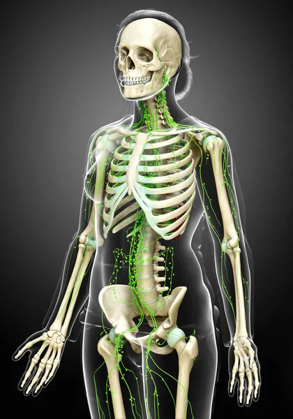Rendered Medically Accurate Illustration Female Lymphatic System — Stock Photo, Image