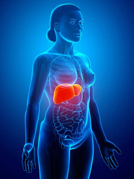 Gerenderte Medizinisch Korrekte Darstellung Der Weiblichen Leberanatomie — Stockfoto