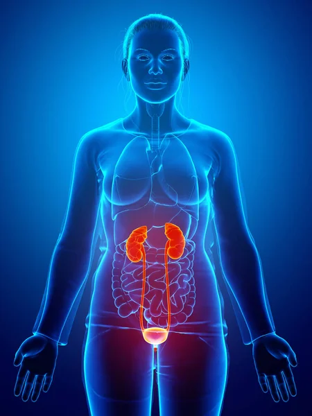 Рендеринг Медицинская Точная Иллюстрация Женской Выделенной Почки Мочевой Системы — стоковое фото