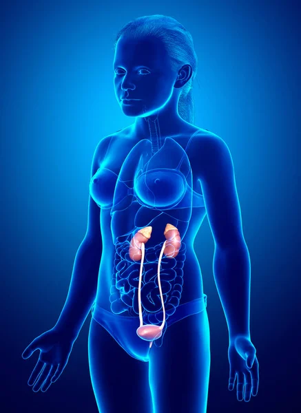 Återges Medicinskt Korrekt Illustration Den Unga Flickan Njurar Anatom — Stockfoto