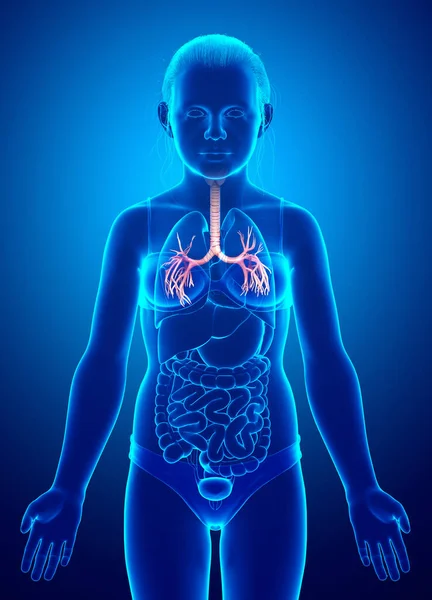 Ilustración Laringe Trachea Bronchi Parte Del Sistema Respiratorio — Foto de Stock