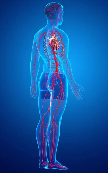 Reso Illustrazione Clinicamente Accurata Delle Arterie Maschili — Foto Stock