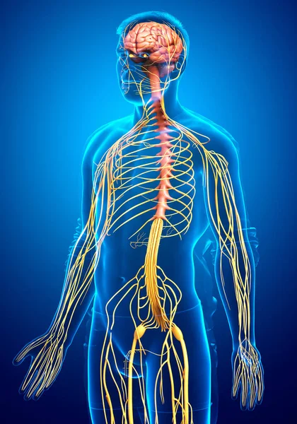 Оказана Медицинская Точная Иллюстрация Мужской Нервной Системы — стоковое фото