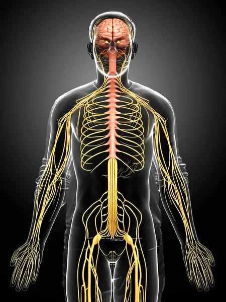 Gerenderte Medizinisch Korrekte Darstellung Eines Männlichen Nervensystems — Stockfoto