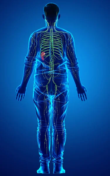 Erkek Lenf Sisteminin Tıbben Doğru Bir Çizimi — Stok fotoğraf