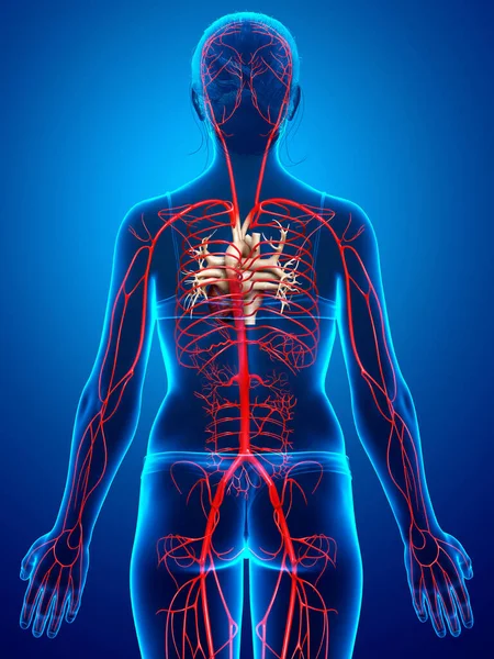 Gerenderte Medizinisch Korrekte Darstellung Weiblicher Arterien — Stockfoto