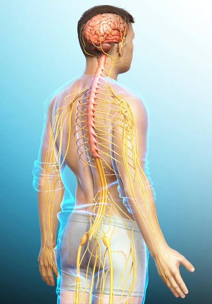 Rendered Medically Accurate Illustration Male Nervous System — Stock Photo, Image