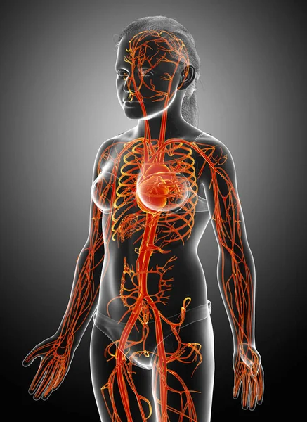 Reso Illustrazione Clinicamente Accurata Evidenziata Arancio Ragazza Anatomia Del Cuore — Foto Stock