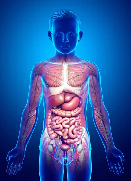 Görs Medicinskt Korrekt Den Manliga Anatomin — Stockfoto