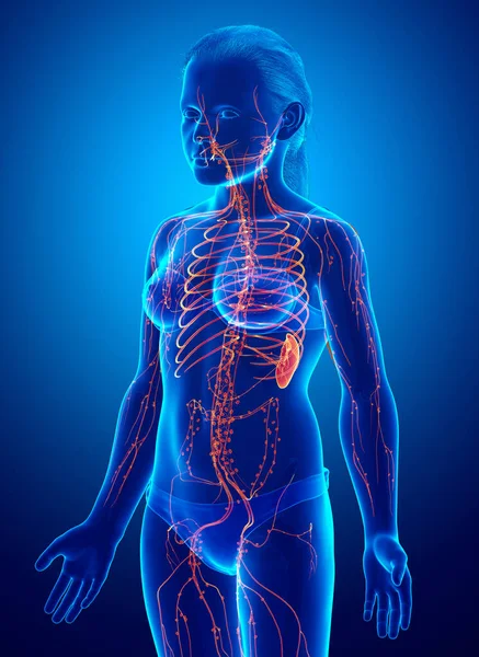 Rendered Medically Accurate Illustration Female Lymphatic System — Stock Photo, Image