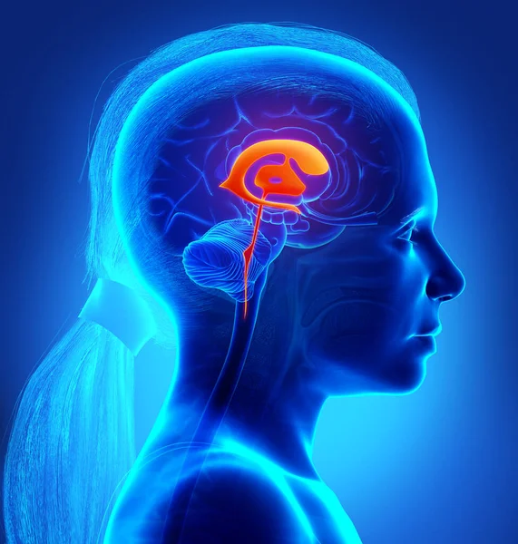 Рендеринг Медицинской Иллюстрации Девушки Мозг Желудочки Анатомии — стоковое фото