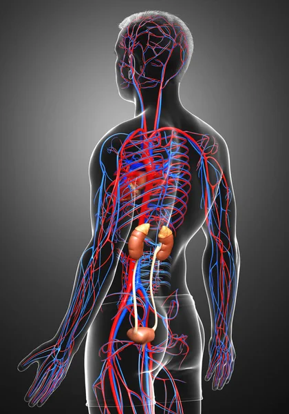 Renderizado Ilustración Médicamente Precisa Los Riñones Sistema Circulatorio —  Fotos de Stock
