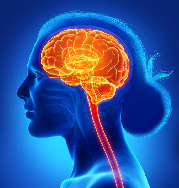 Gerenderte Medizinisch Korrekte Illustration Eines Weiblichen Markierten Gehirns Kopfschmerzes — Stockfoto