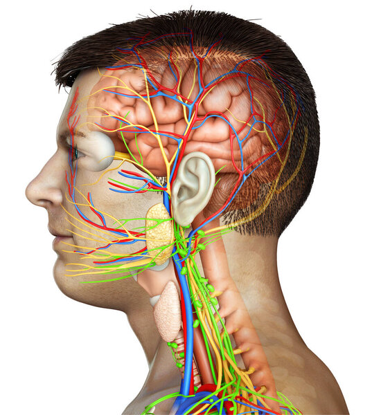 3d оказана медицинская точная иллюстрация мужской анатомии мозга
