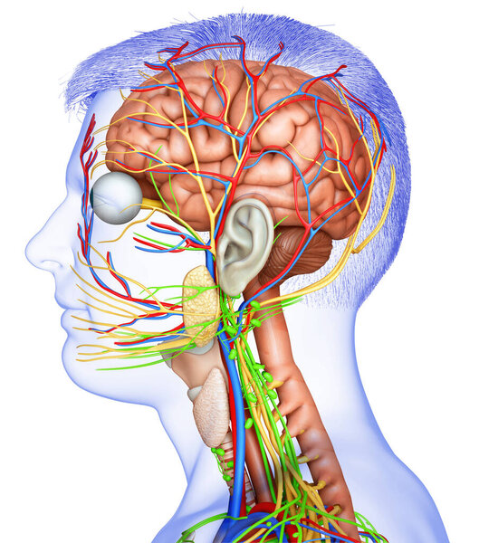 3d оказана медицинская точная иллюстрация мужской анатомии мозга

