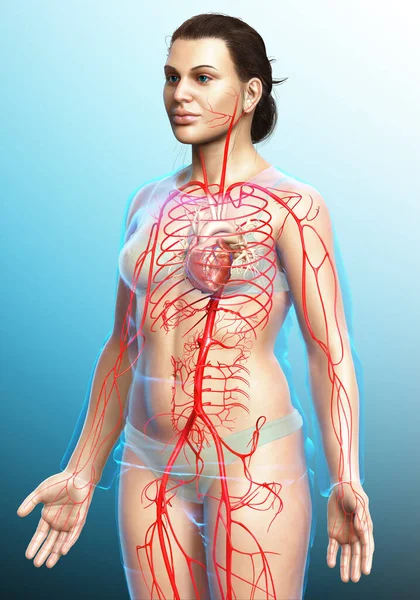 3Dは 女性の動脈の医学的に正確なイラストをレンダリング — ストック写真