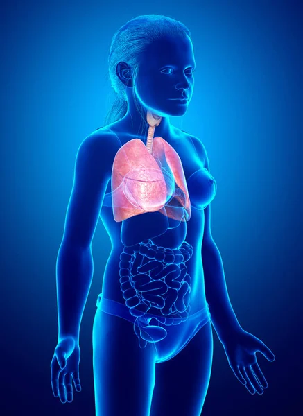 3Dレンダリング 若い女の子の肺の解剖学の医学的に正確なイラスト — ストック写真