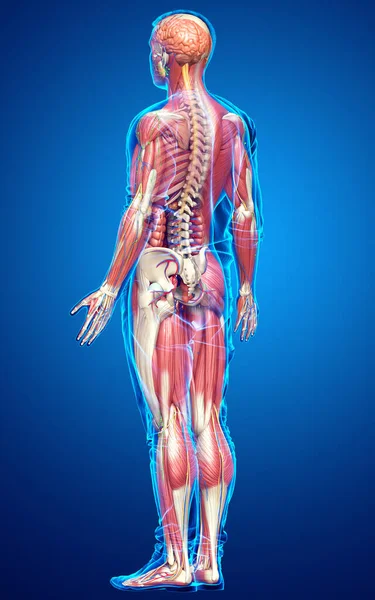 Darstellung Der Männlichen Anatomie Medizinisch Korrekt — Stockfoto