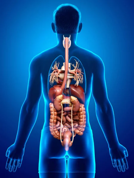 Reso Illustrazione Clinicamente Accurata Maschio Digestive Syste — Foto Stock