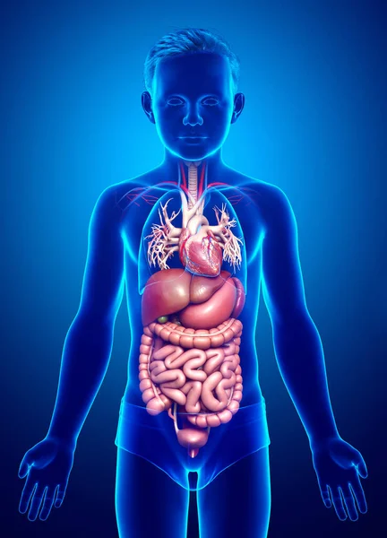 Medisch Nauwkeurige Illustratie Van Boy Digestive System Hart — Stockfoto