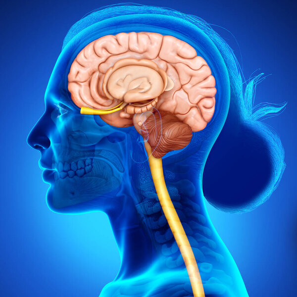 3d rendering medical illustration of Female brain  anatomy 