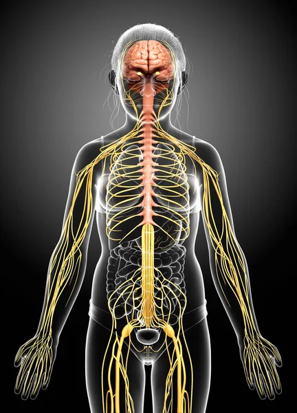 Renderizado Ilustración Médicamente Precisa Sistema Nervioso Joven Niña — Foto de Stock