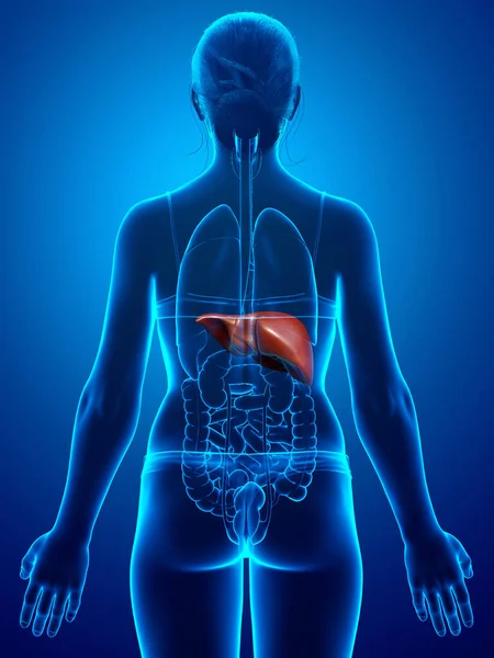 Rendered Medically Accurate Illustration Female Liver Anatomy — Stock Photo, Image