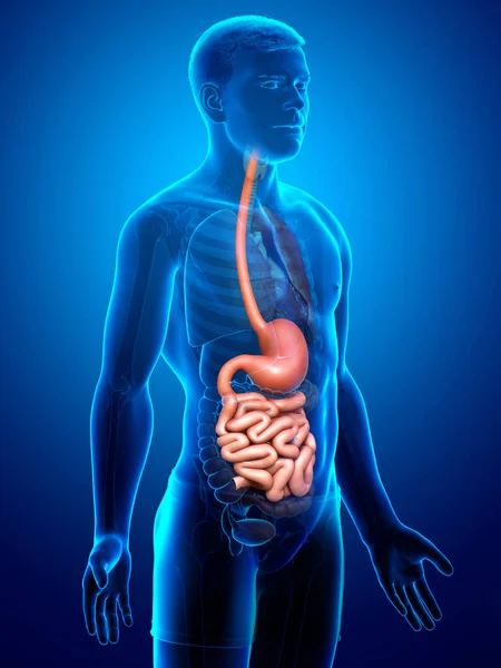 3Dレンダリング 男性の胃や小腸の医学的に正確なイラスト — ストック写真