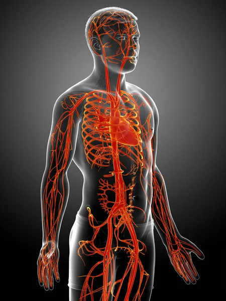 Gjorde Medicinskt Korrekt Illustration Markerad Orange Hane Höra — Stockfoto