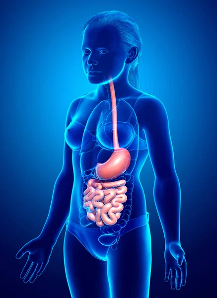 Renderizado Ilustración Médicamente Precisa Estómago Niña Intestino Delgado — Foto de Stock