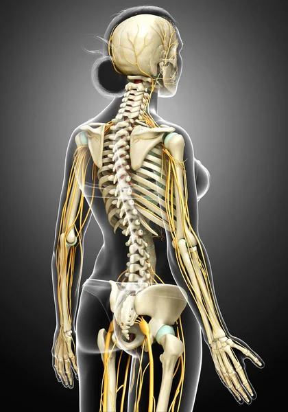 Kiolvasztott Orvosilag Pontos Illusztrációja Női Idegrendszer Csontváz Rendszer — Stock Fotó