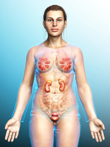 Renderizado Ilustración Médicamente Precisa Los Riñones Femeninos — Foto de Stock