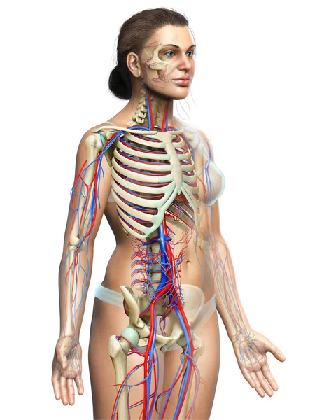 3Dは女性の循環と骨格系の医学的に正確なイラストをレンダリングしました — ストック写真