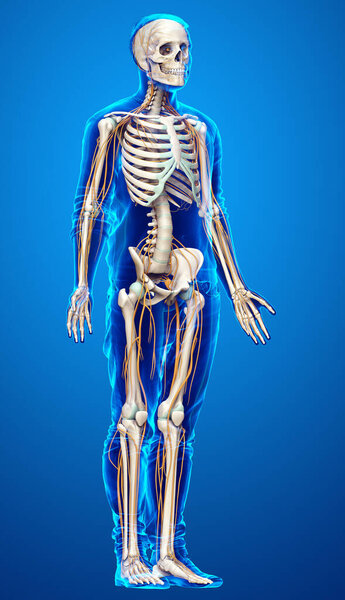 3d rendered medically accurate illustration of the nervous system and skeleton system