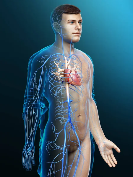 Renderowane Medycznie Dokładna Ilustracja Męskiej Anatomii Żył — Zdjęcie stockowe