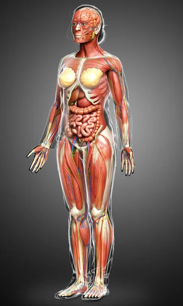 Rendered Medically Accurate Female Anatomy — Stock Photo, Image