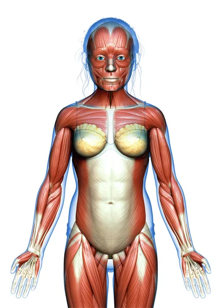 Renderizado Ilustración Médicamente Precisa Sistema Muscular Chica Joven — Foto de Stock