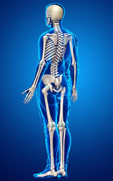 Gerenderte Medizinisch Korrekte Darstellung Eines Männlichen Skelettsystems — Stockfoto