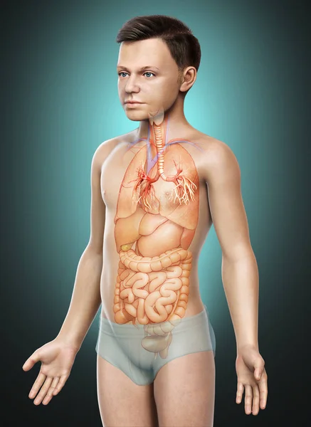 Illustration Der Kehlkopftrachea Bronchi Teil Des Respiratorischen Systems — Stockfoto