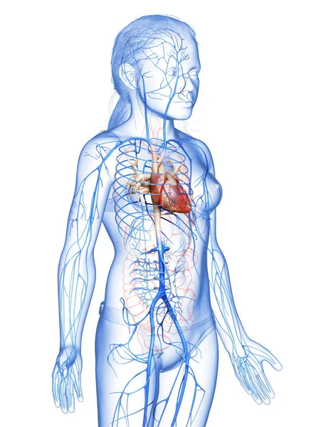 Renderizado Ilustración Médicamente Precisa Niña Venas Anatomía — Foto de Stock