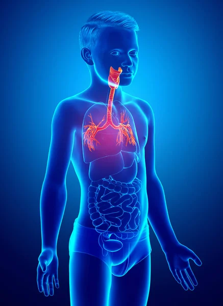 Illustratie Van Larynx Trachea Bronchi Deel Van Het Ademhalingssysteem — Stockfoto