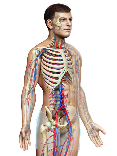 Gerenderte Medizinisch Genaue Darstellung Des Männlichen Kreislauf Und Skelettsystems — Stockfoto